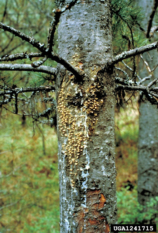 ankers on the bark